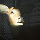 Illustration for article titled My Journey To Photograph All The Wildlife In The Division 2